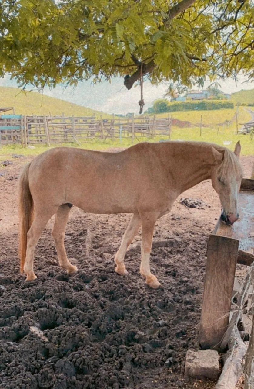 Cavalos Mangalarga - Foto 4