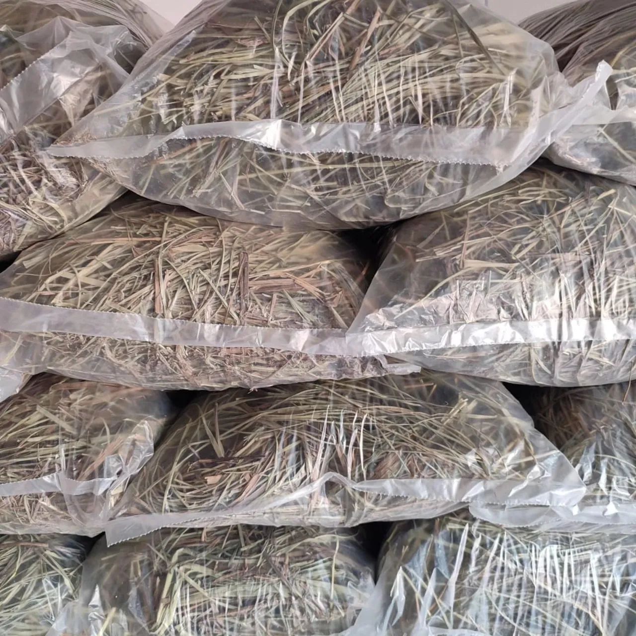 Criatório Roedores e Cia (pacote de feno disponível) - Foto 2