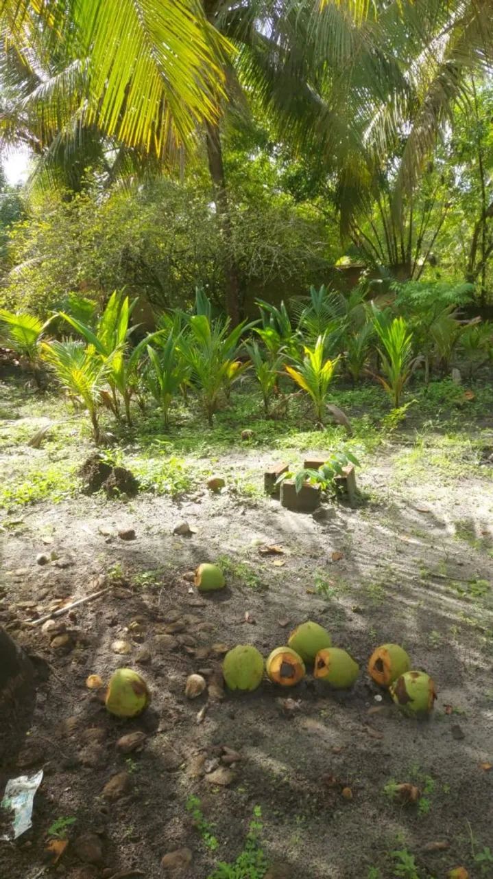Mudas de Coco frescos da roça direto para você! - Foto 5