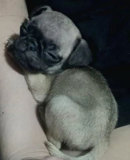 Filhote de Pug para venda