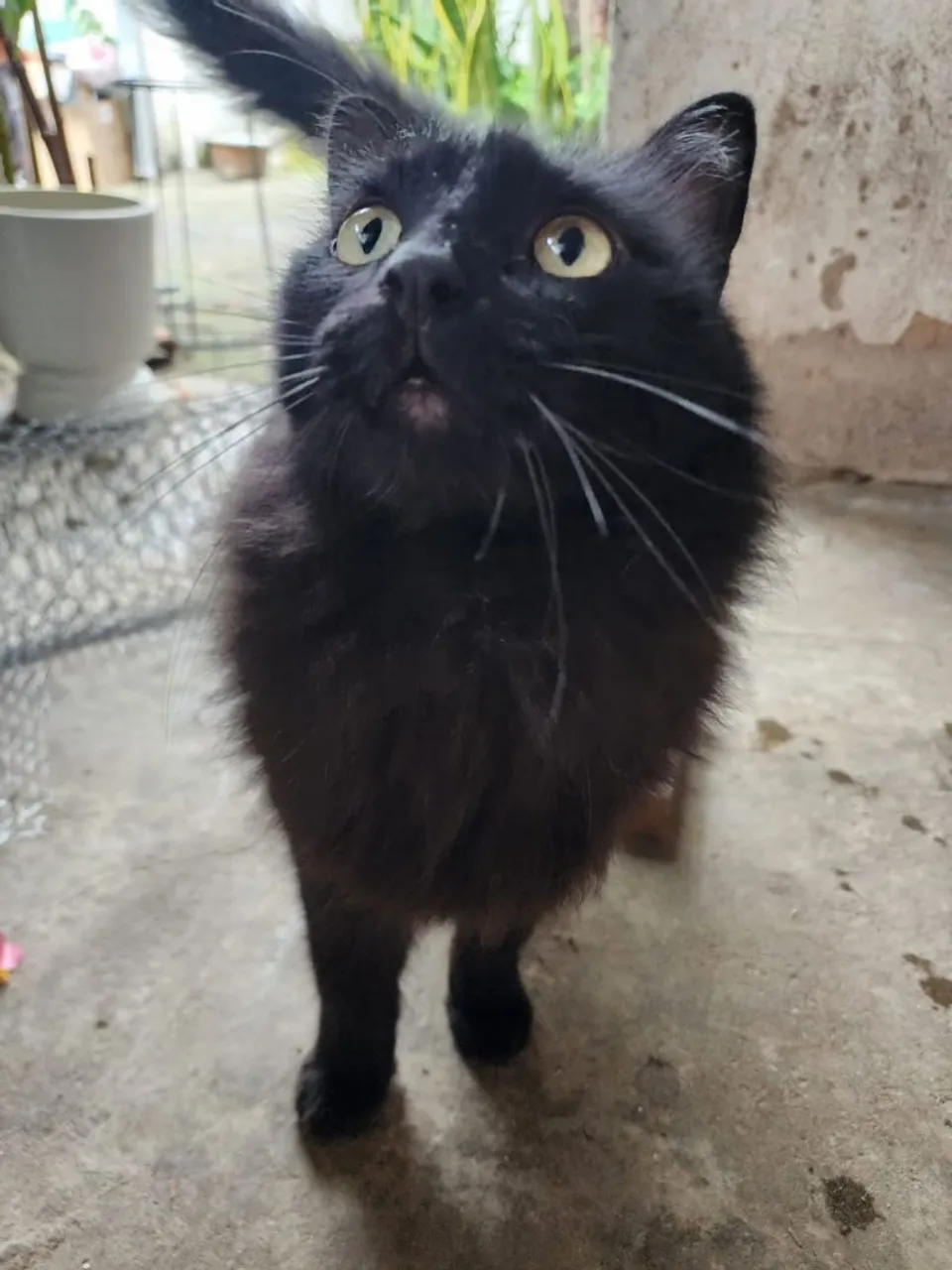 Doa-se gato