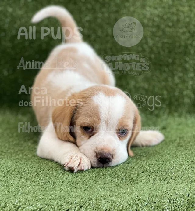 Beagle mini  agende uma visita hoje 