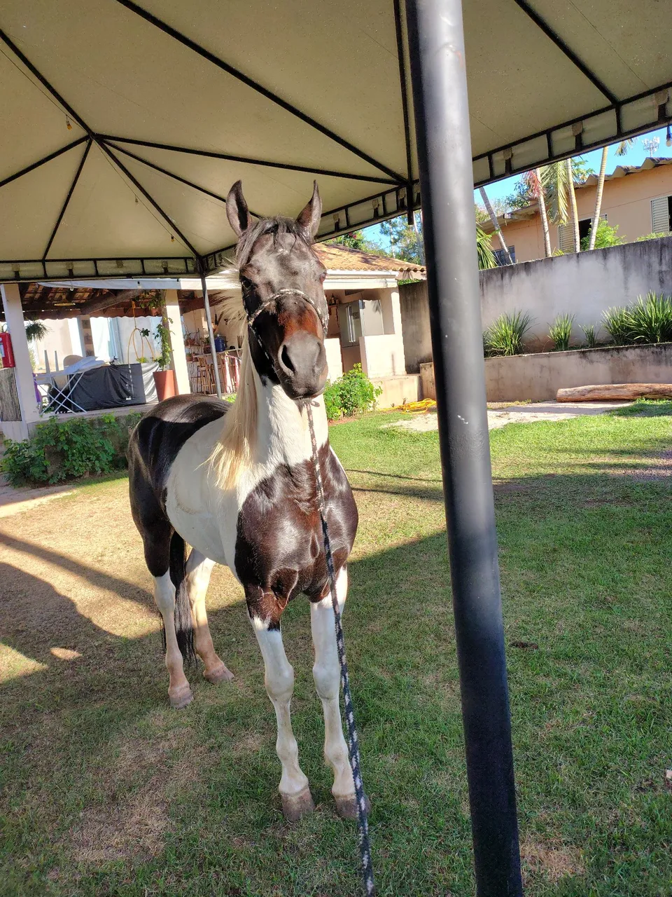 Cavalo PAMPA mangalarga Marchador