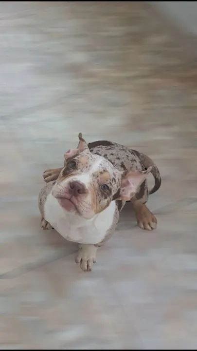 Américan Bully pocket fêmea chocolate MERLE pedigree OK 