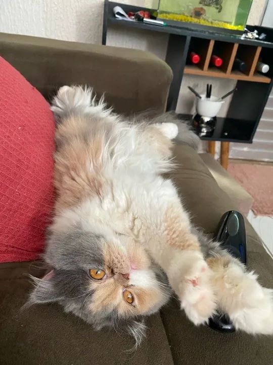 Gata Perca  - Foto 4