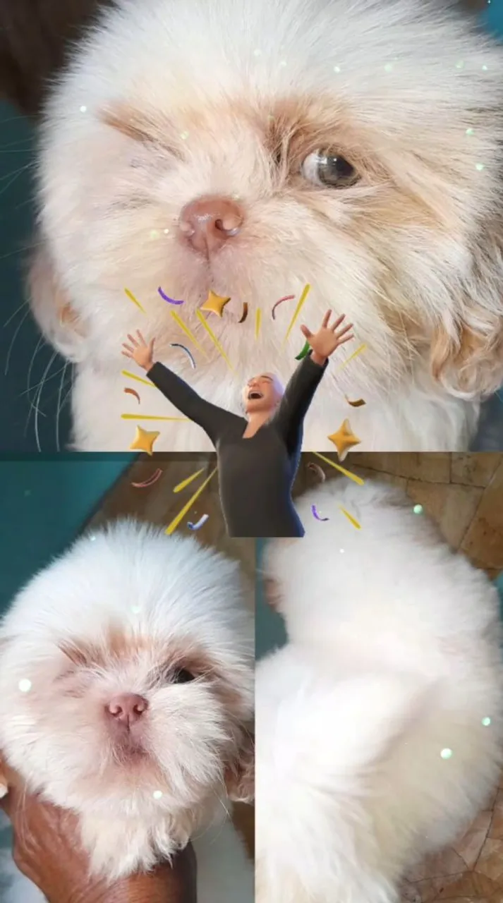 Filhote Shih Tzu disponível (Fêmea)
