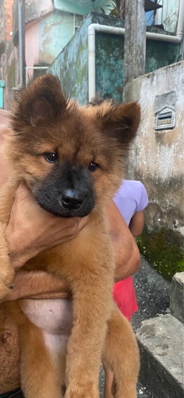 Filhote Chow-Chow - Foto 3