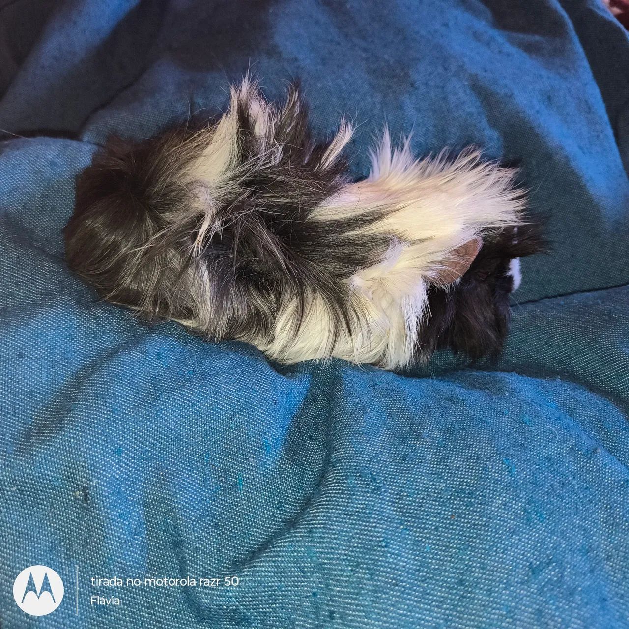 Vendo machinho porquinho da índia peruano  - Foto 3