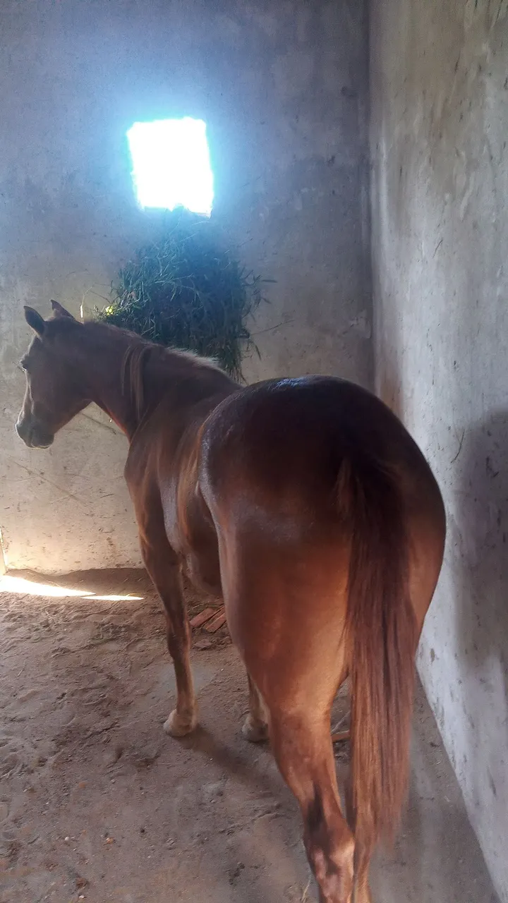 Cavalo Marrom para Agropecuária