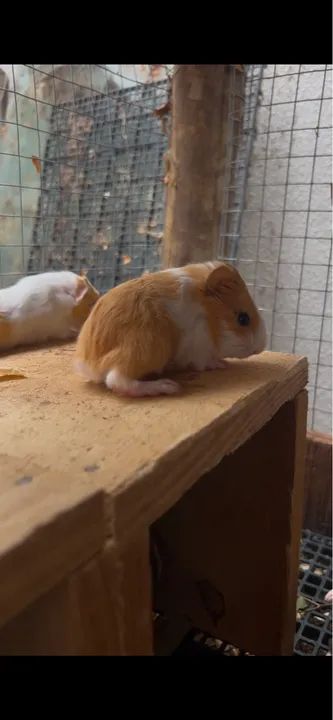 Porquinho da índia pelo longo Sheltie  - Foto 6