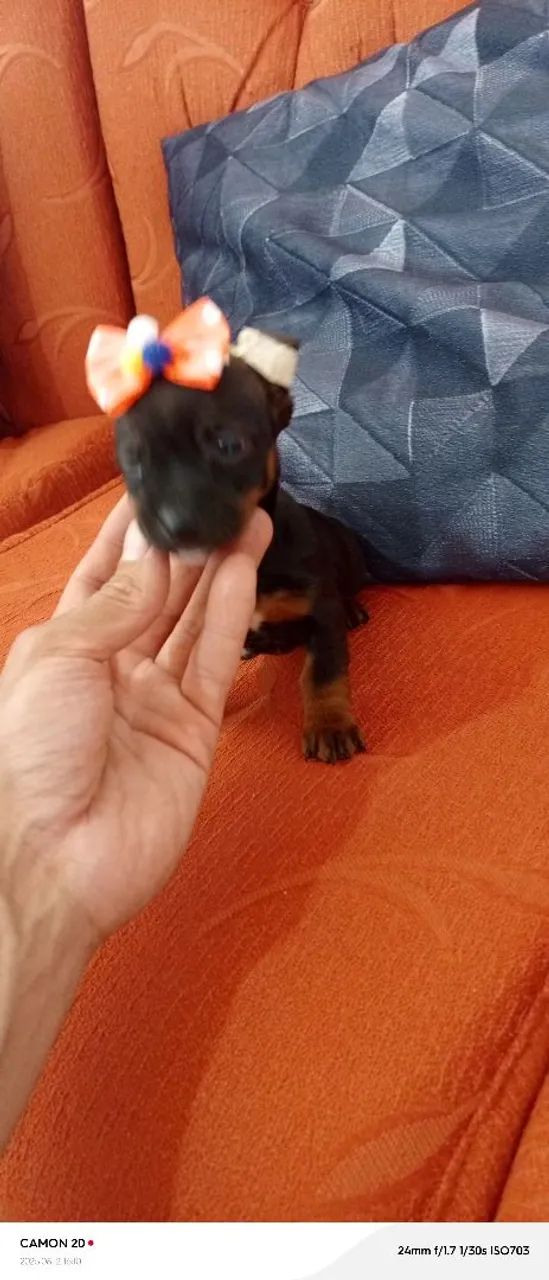 Filhote de cachorro femia 