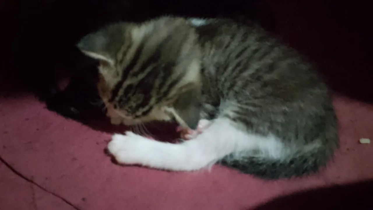 Gotos filhotes Rn para doação 