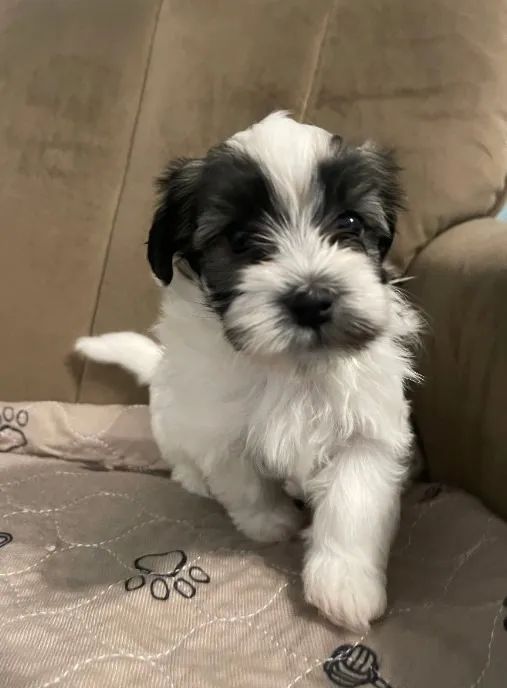 Filhote Lhasa Apso Mini -Ideal para apartamento e lares tranquilos