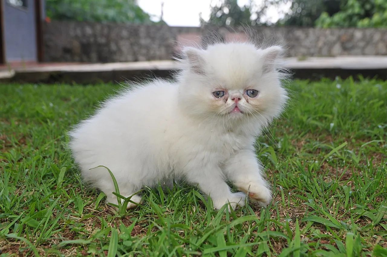  Gato Persa Branco disponível-Filhote a venda 