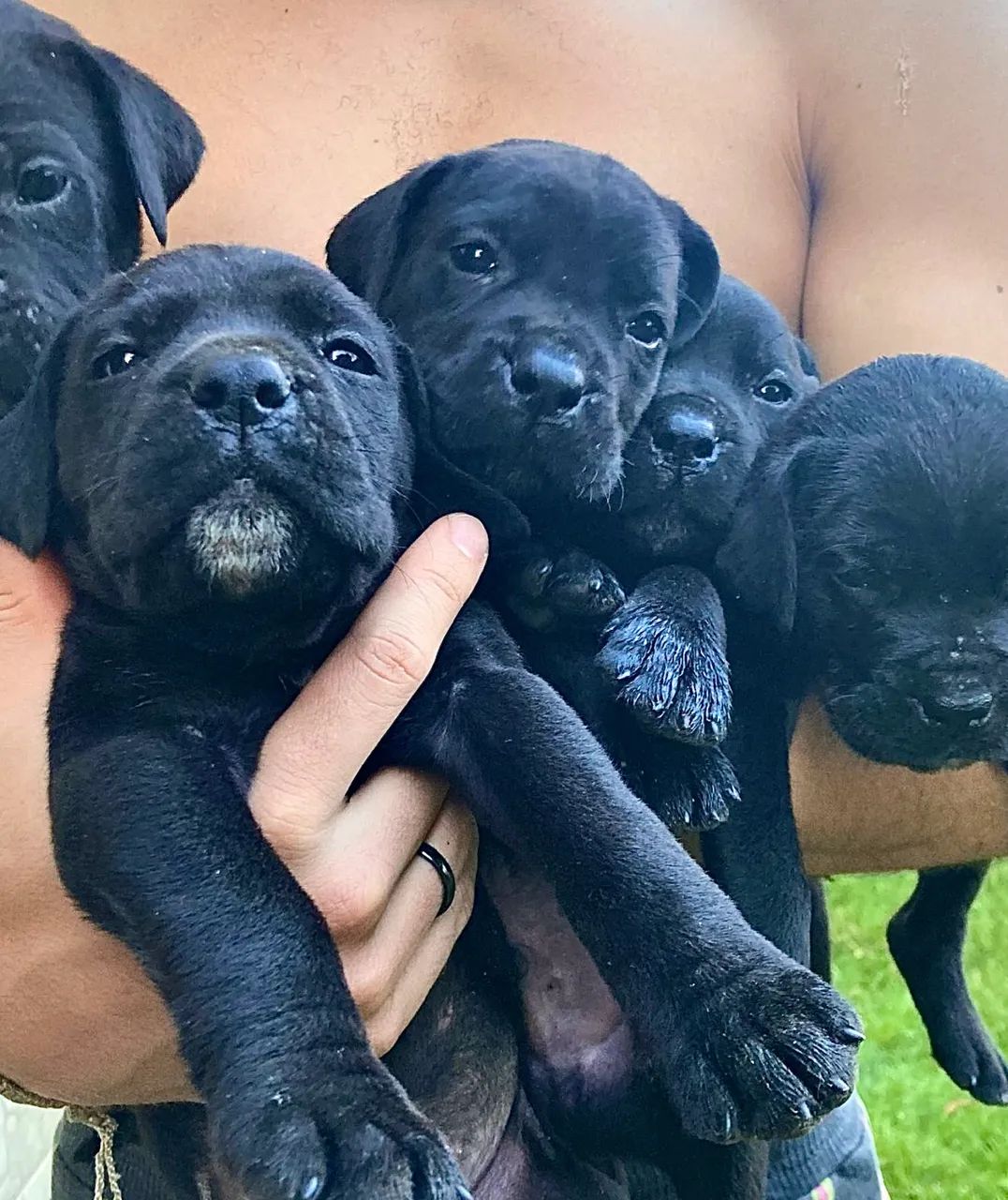 Cane Corso padrão internacional genética campeã