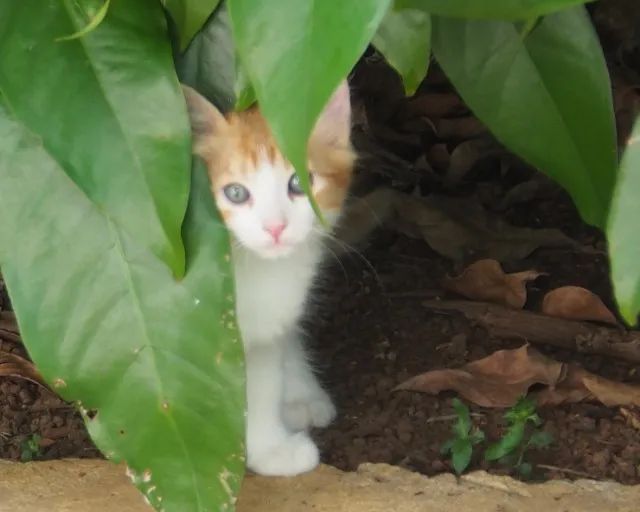 Lindos gatinhos de dois meses e meio - Foto 3
