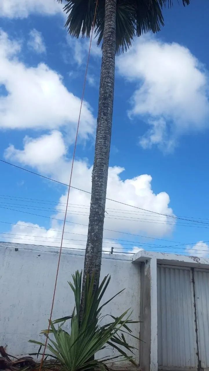 Poldas e limpeza de árvores  - Foto 2