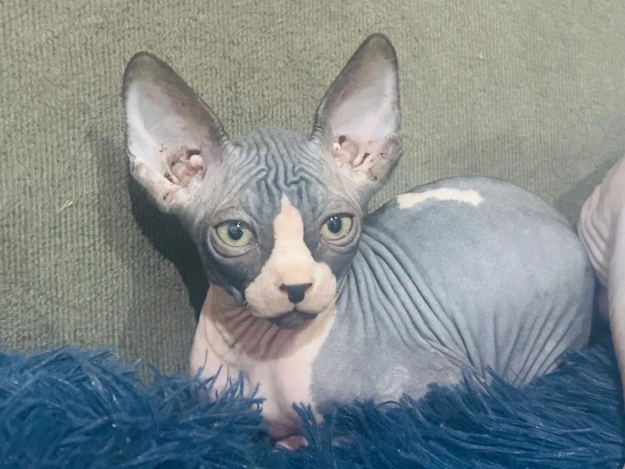 Sphynx filhote Machos  - Foto 2