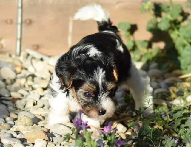 Biewer Terrier Microchipado - Pronto Para o Novo Lar, Vacinado e Vermifugado