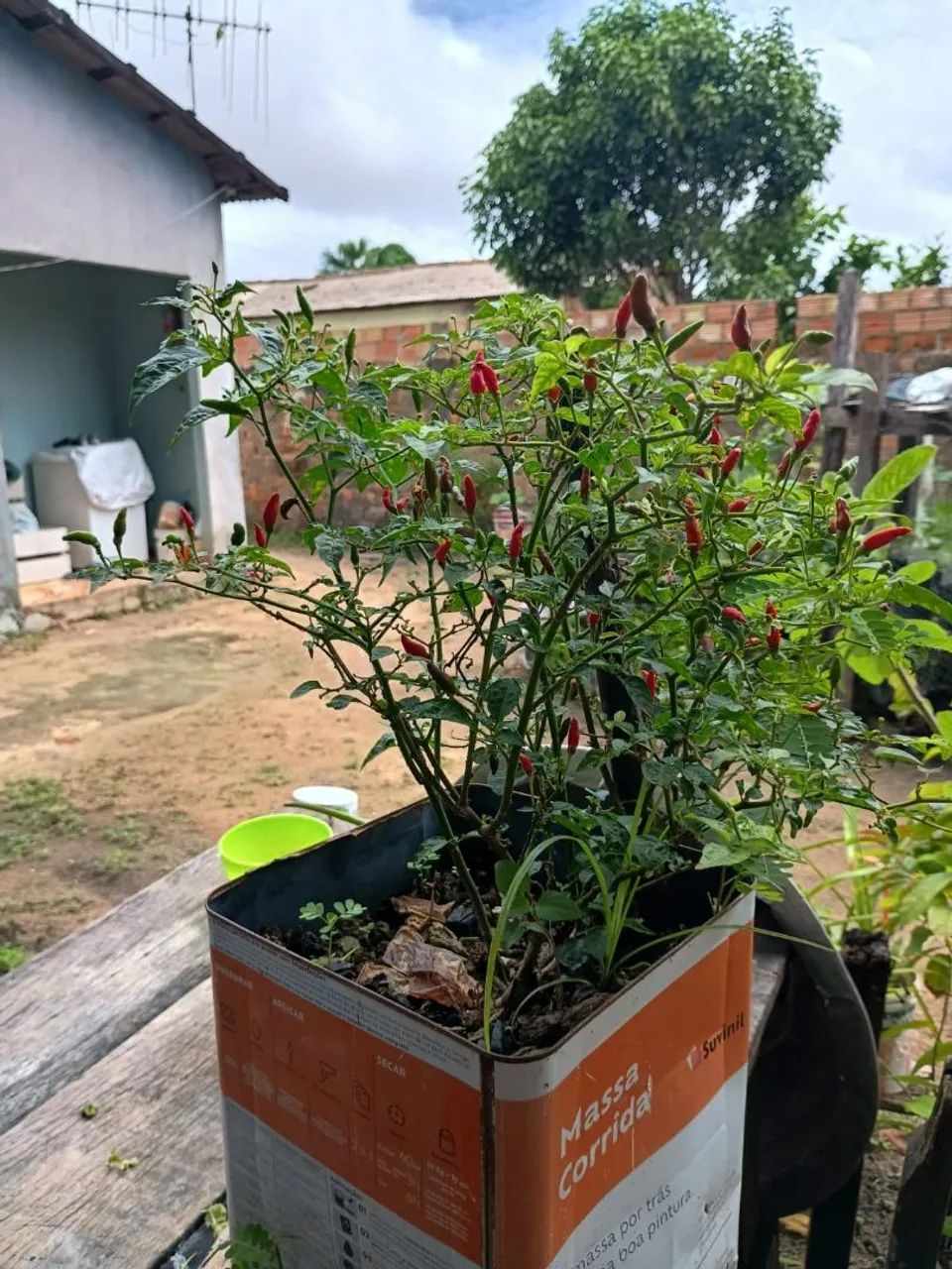 Vendo pe de pimenta malagueta, pé carregado  - Foto 3