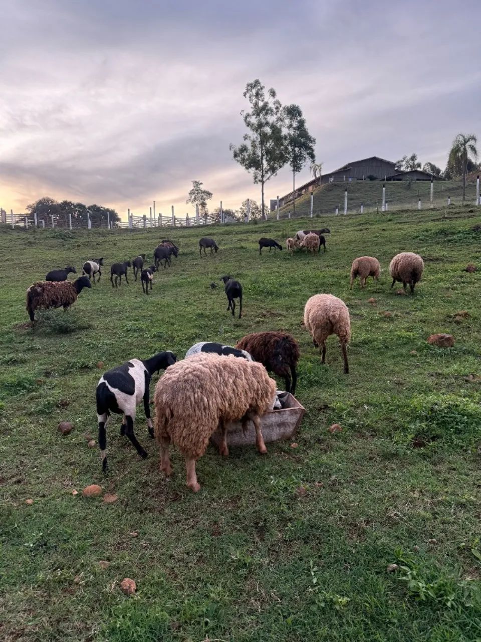 Ovelhas Texel e Suffolk puras - Genética de Qualidade  - Foto 3