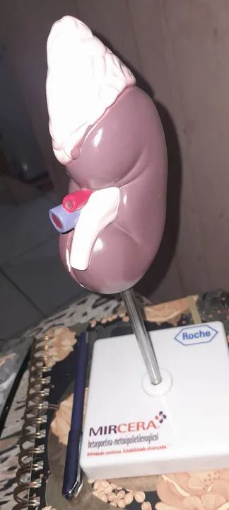 Modelo Anatômico de Rim Humano - Foto 2