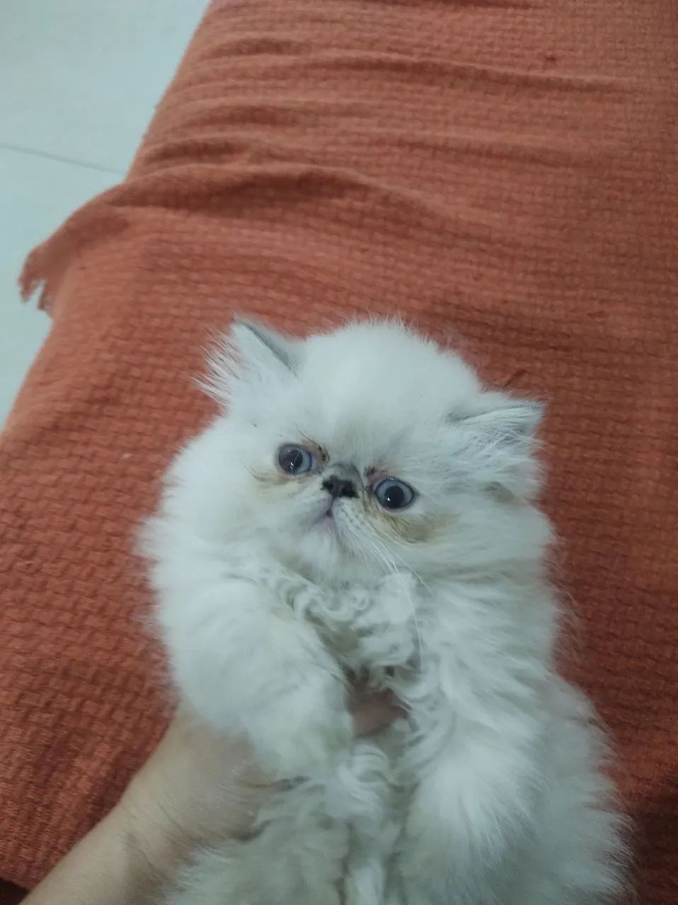 Filhotee de gato persas - Foto 3