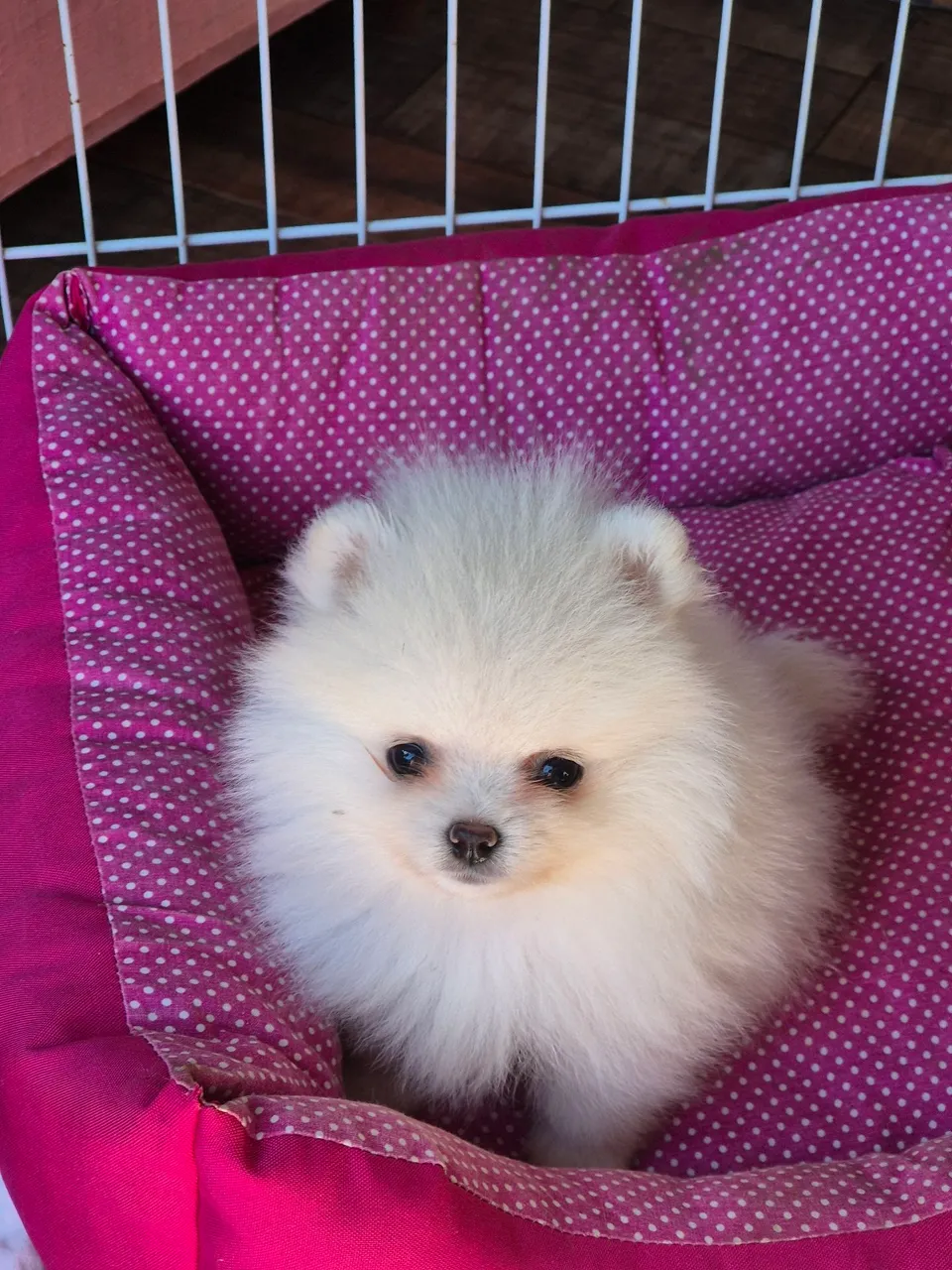 Spitz Alemão, lulu da pomerânia fêmeas