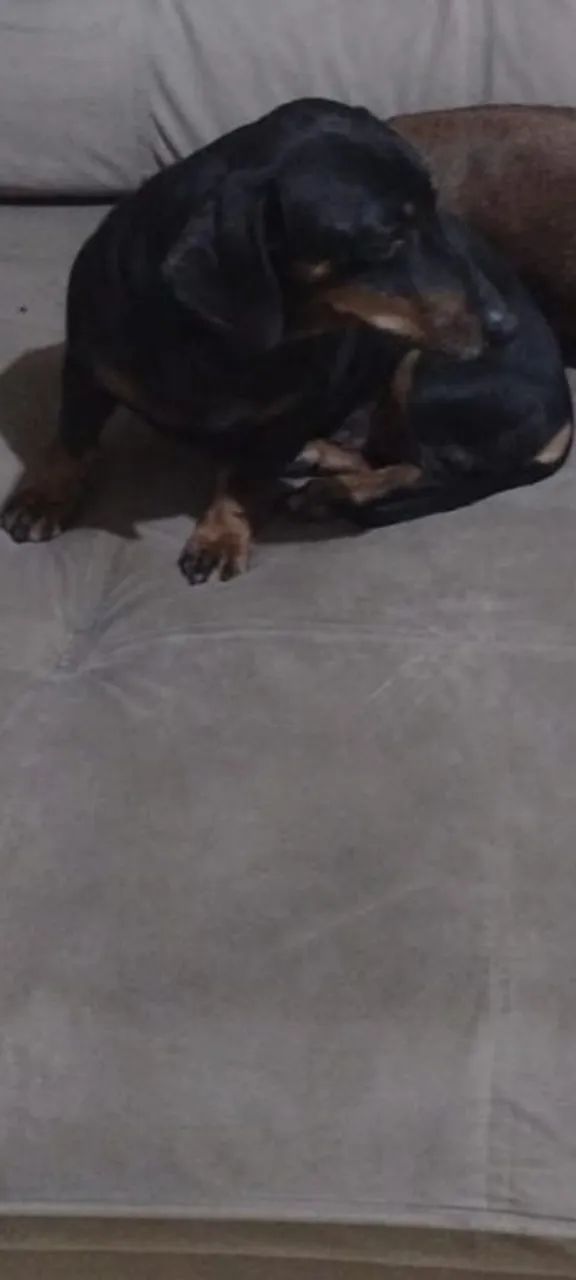 Daschshund (Cofap) Macho para Cruzar