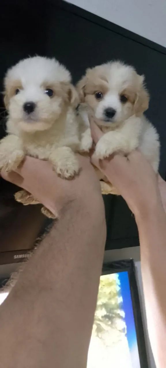 Poodle toy anão lindo casal disponível valor 600 reais cada filhote. 
