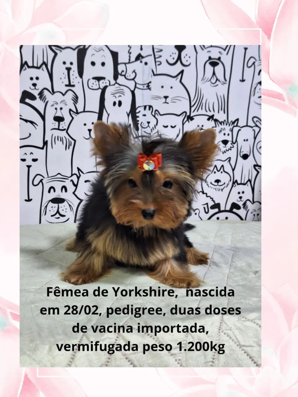 FILHOTES MACHOS  DE YORKSHIRE TERRIER 