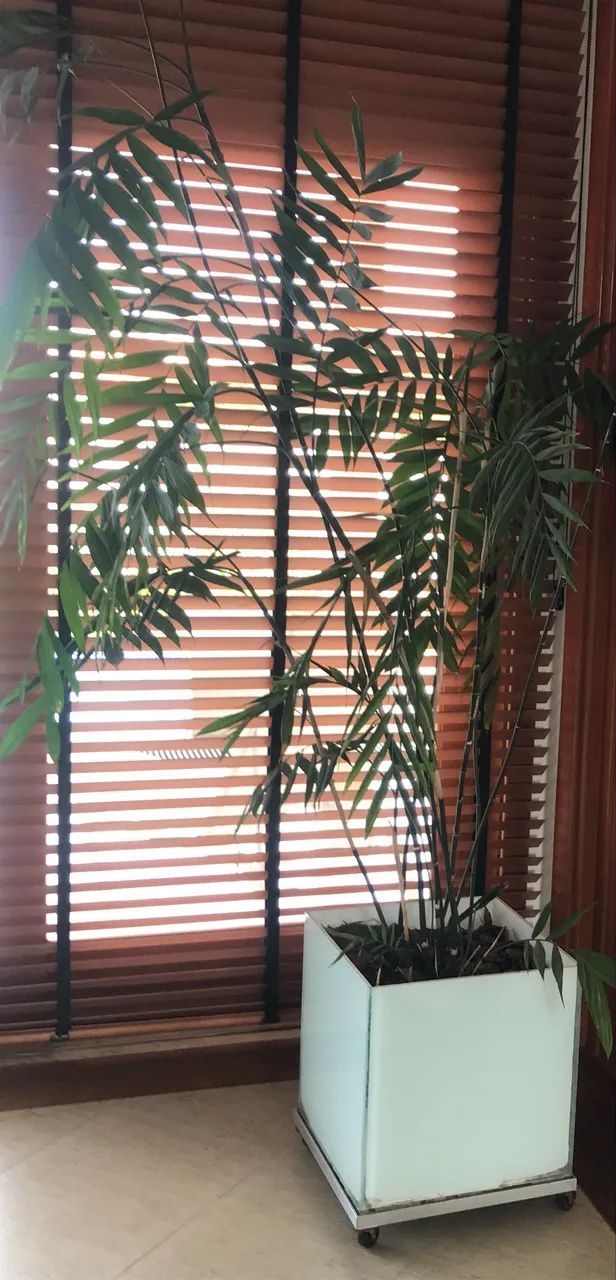 Persiana de horizontal de madeira Amorim - Foto 4