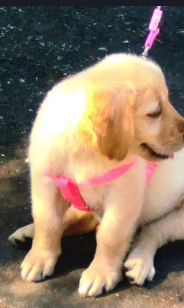 Filhote Golden Retriever