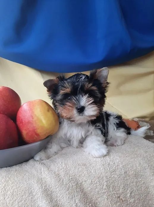 Biewer Terrier Mini Macho Esperto e Brincalhão