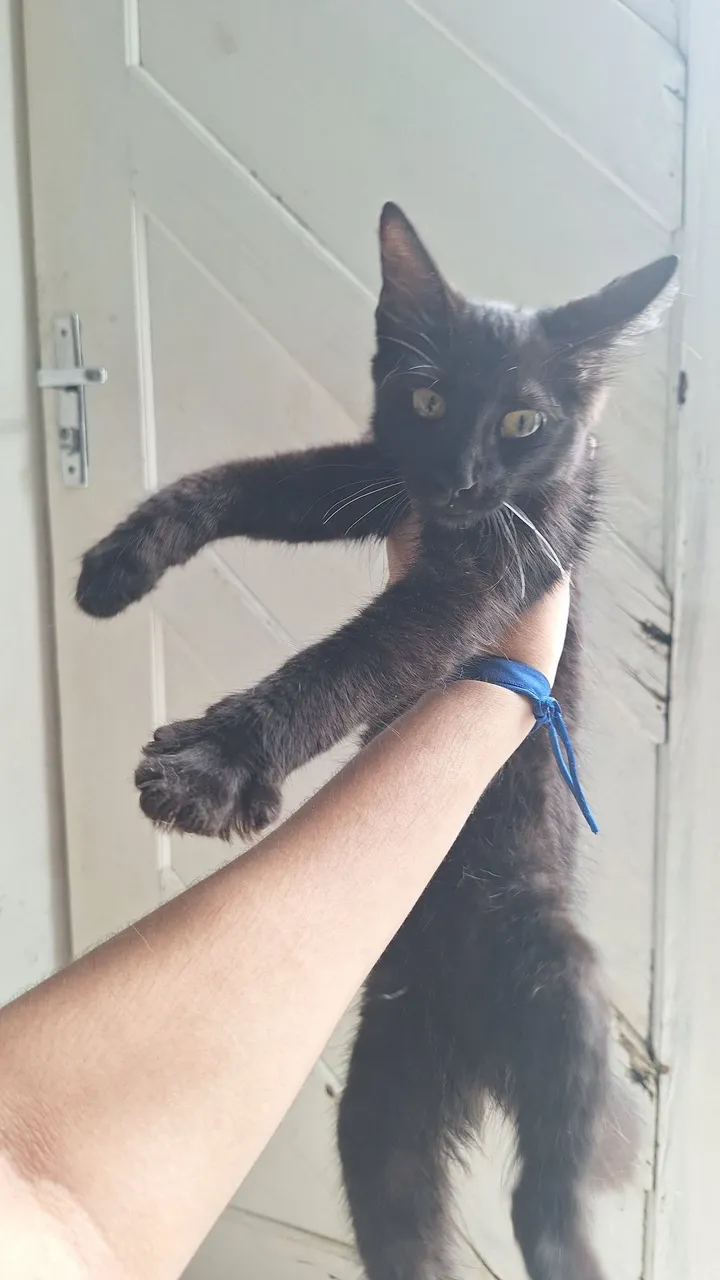 GATINHO PRETO
