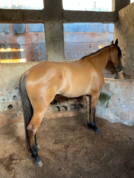 Égua Quarto de Milha 