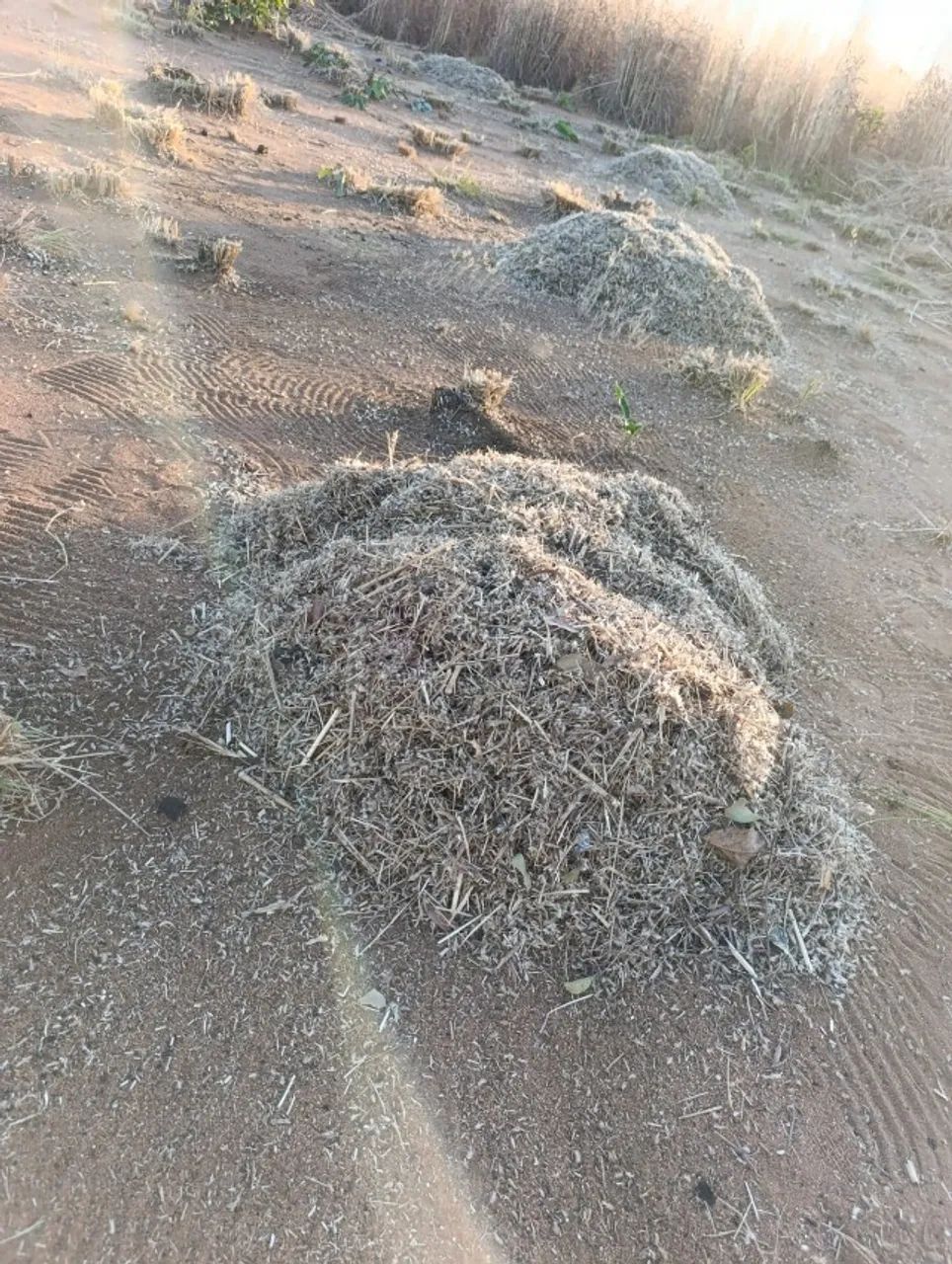 Semente de Capim Andropogon 2025 - Foto 3