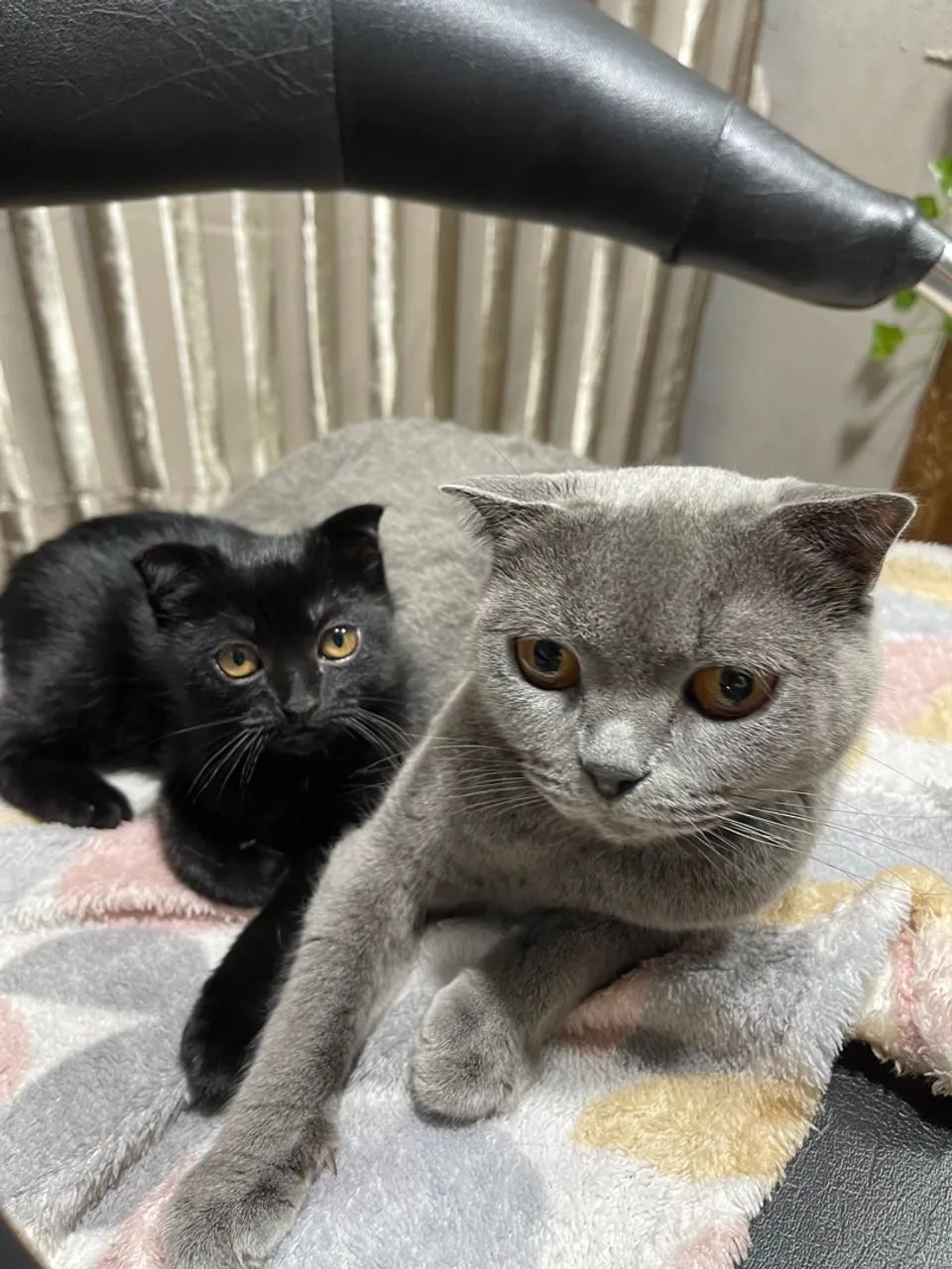 Gatinho Scottish Fold preto  - Foto 4