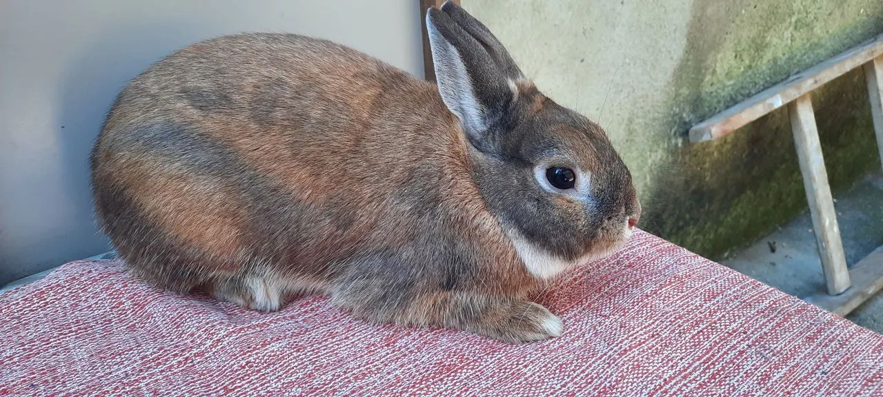 COELHO NETHERLAND DWARF ANÃO!! - Foto 4