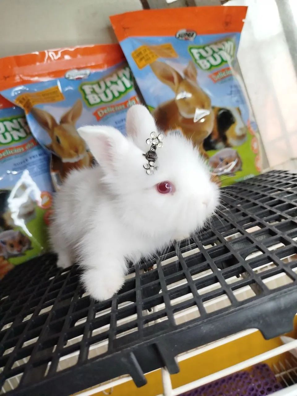 Mini Coelho Variadas Raças  - Foto 3