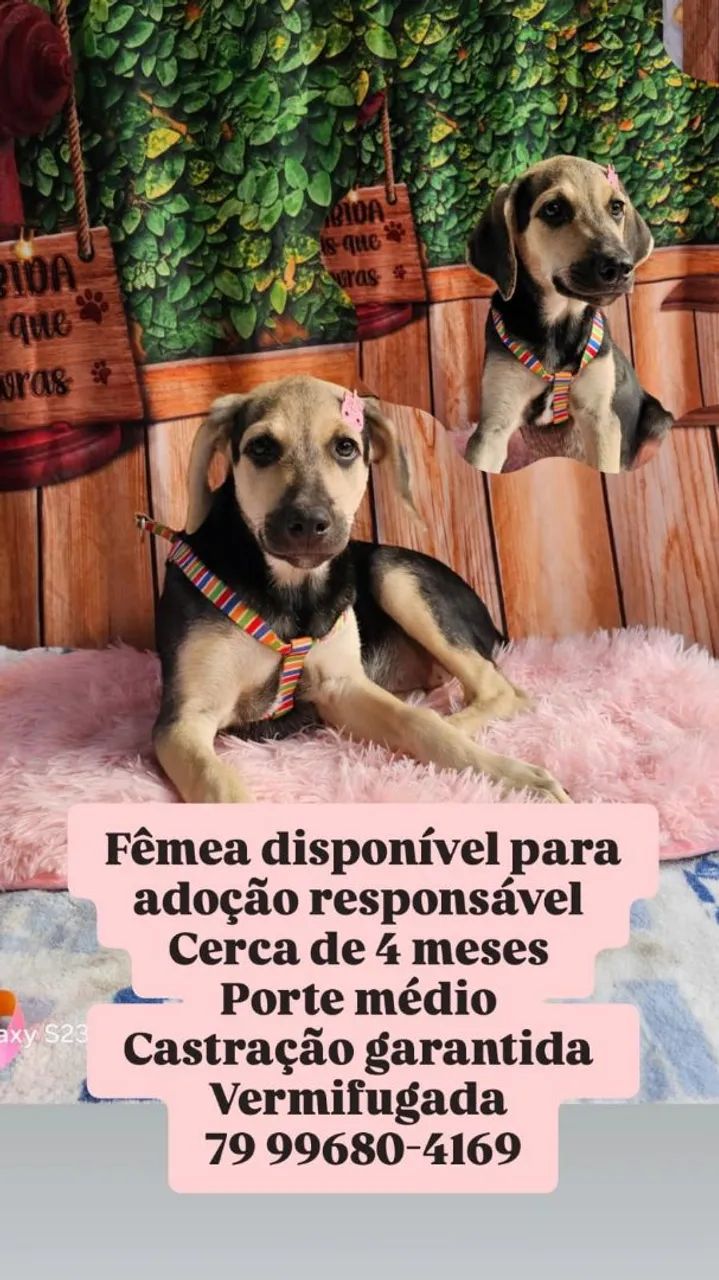 Fêmea e macho, disponível para adoção! - Foto 2