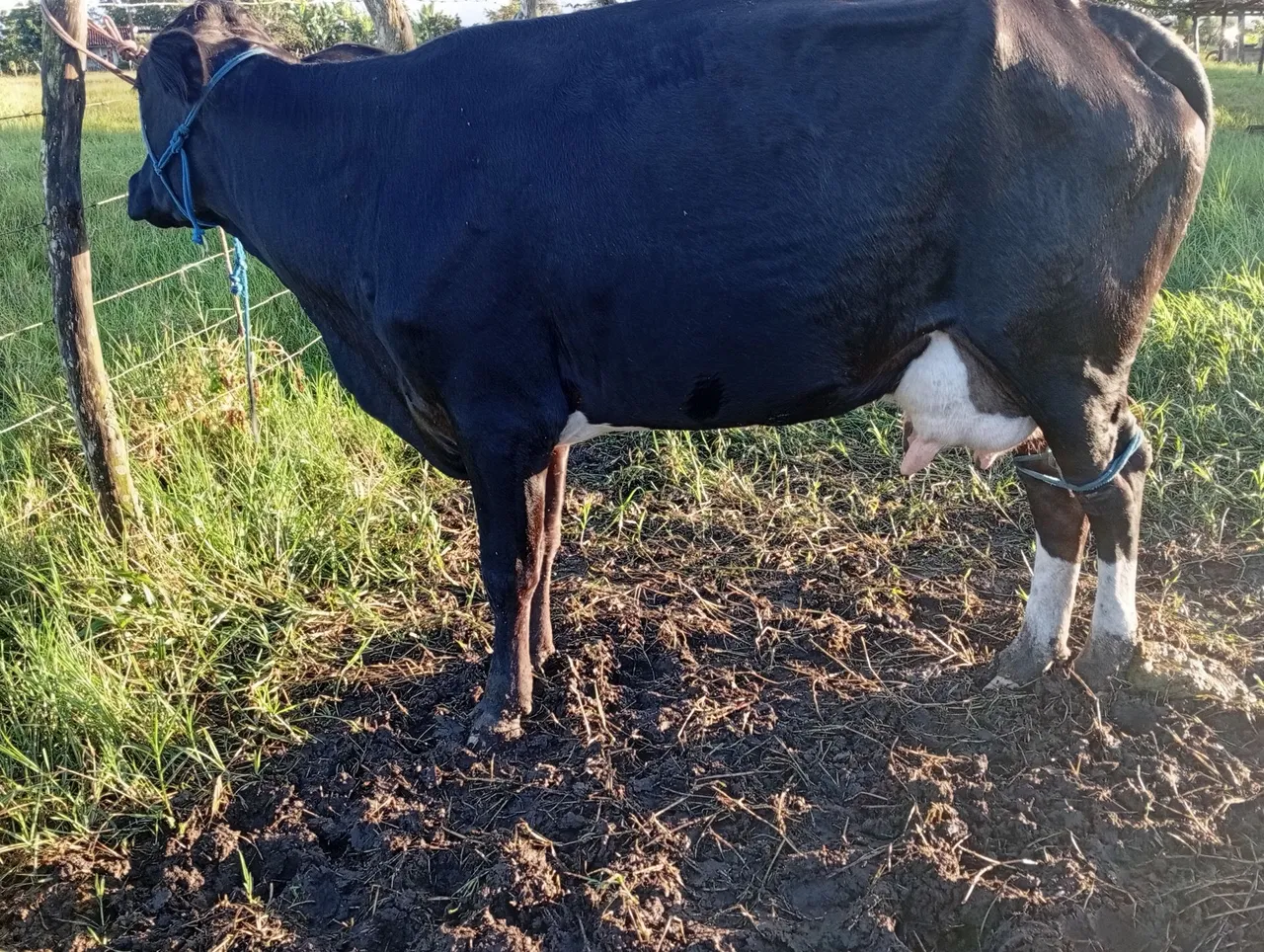 Vaca leiteira 100% saudável