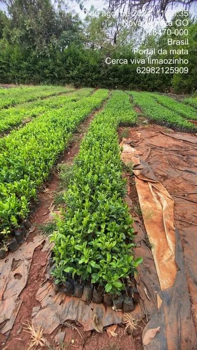 Mudas de cerca viva limãozinho /a partir de 1,50 cada