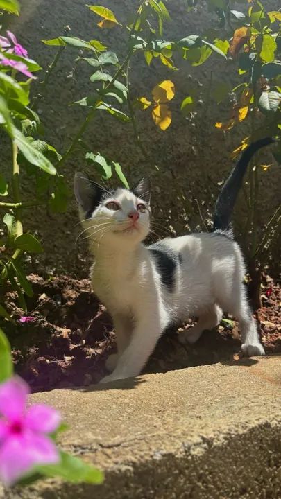 Gatinho Branco e Preto para Adoção - Foto 3