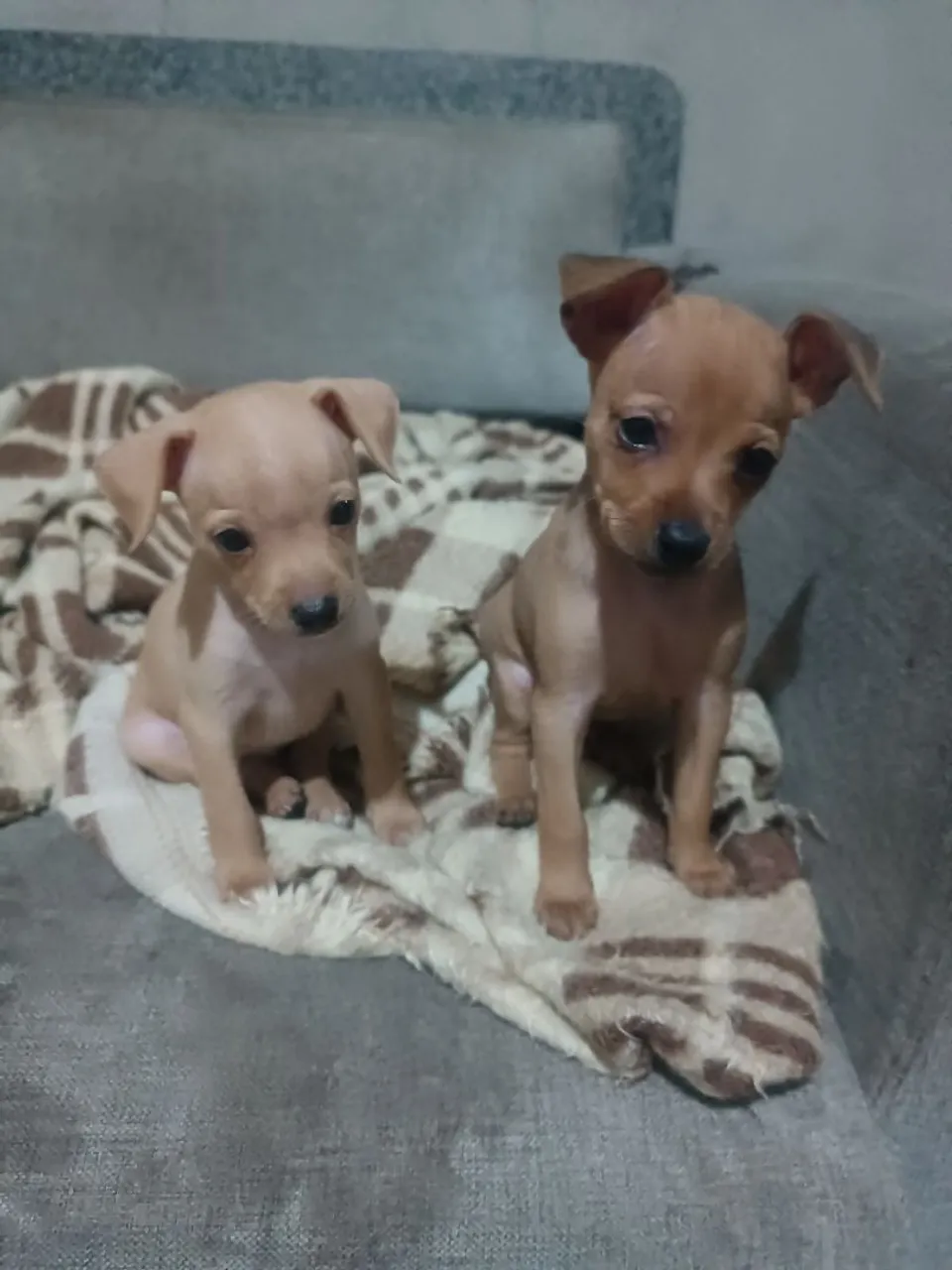 pinscher macho