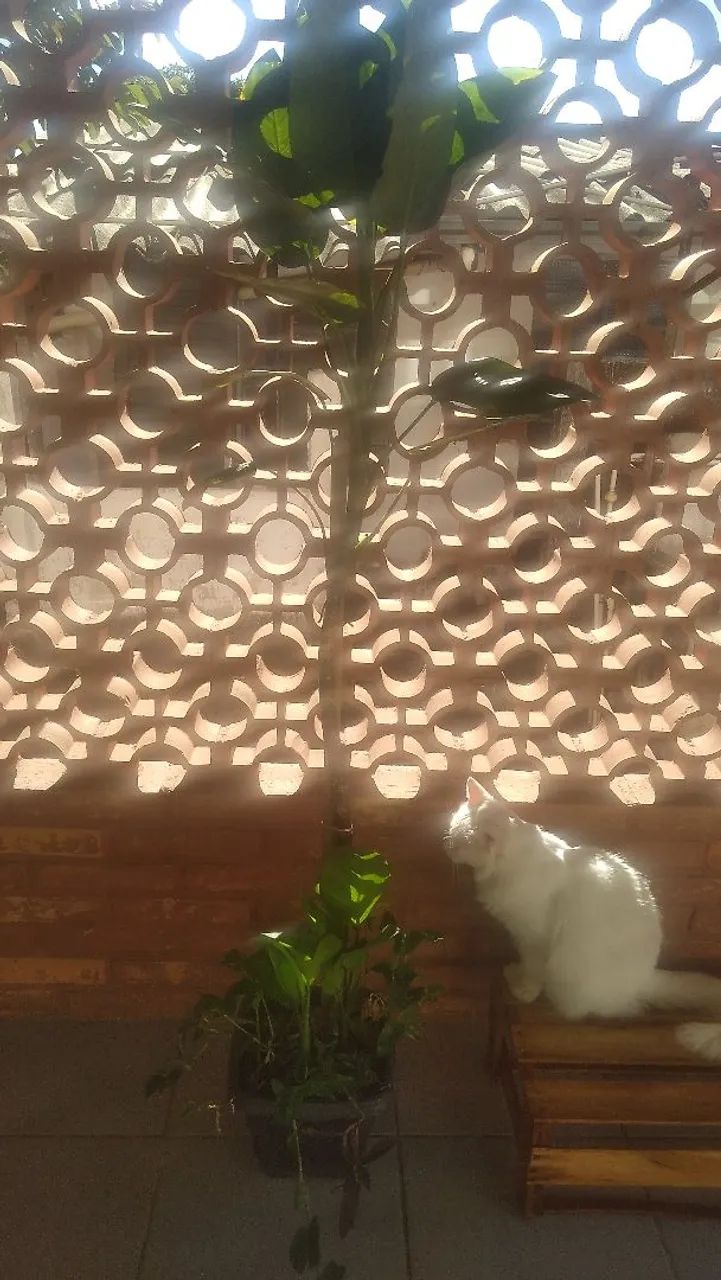 Comigo ninguém pode - Foto 2