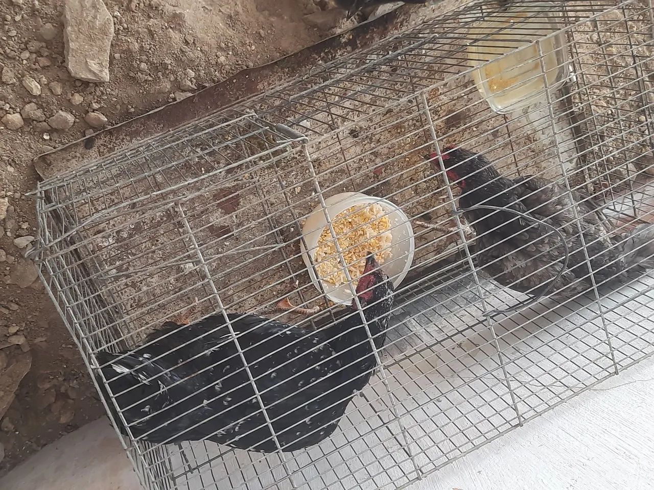 Galinha Capoeira  - Foto 2