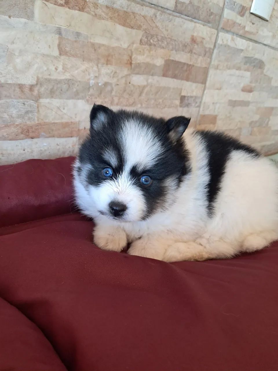 Animais  de estimação 