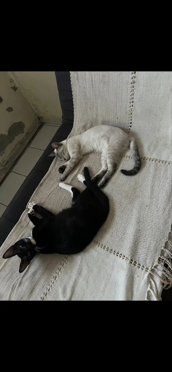 Gatinhos pra adoção responsável 