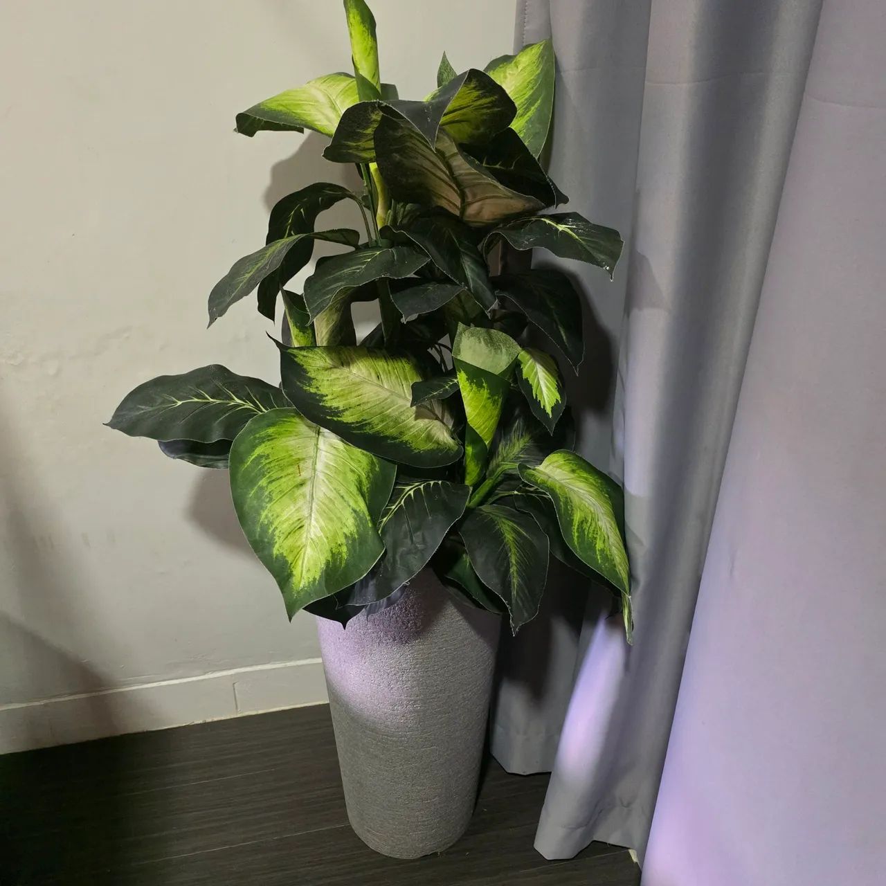 Planta e vaso